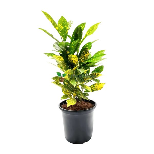 CODIAEUM VARIEGATUM PRINCESS