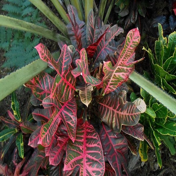 CODIAEUM VARIEGATUM PRINCESS - Image 2