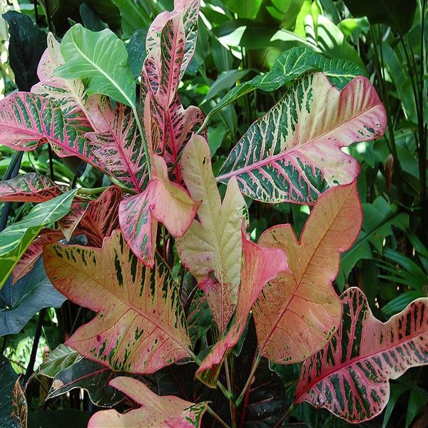 CODIAEUM VARIEGATUM PRINCESS - Image 3