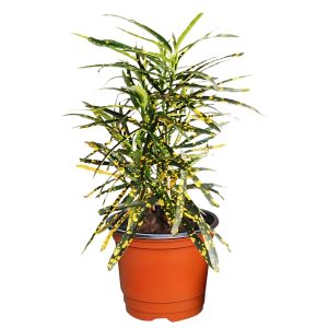 CODIAEUM VARIEGATUM PUNCTATUM AUREUM