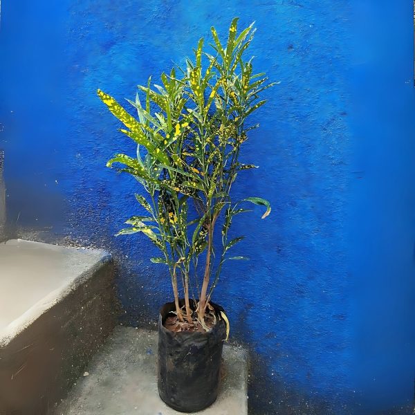 CODIAEUM VARIEGATUM PUNCTATUM AUREUM - Image 3