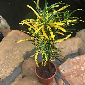 CODIAEUM VARIEGATUM PUNCTATUM AUREUM