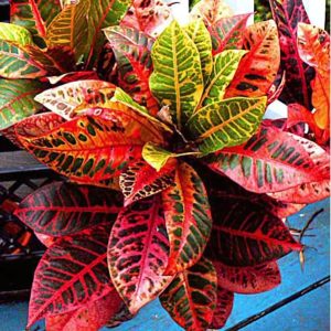 CODIAEUM VARIEGATUM RAINBOW