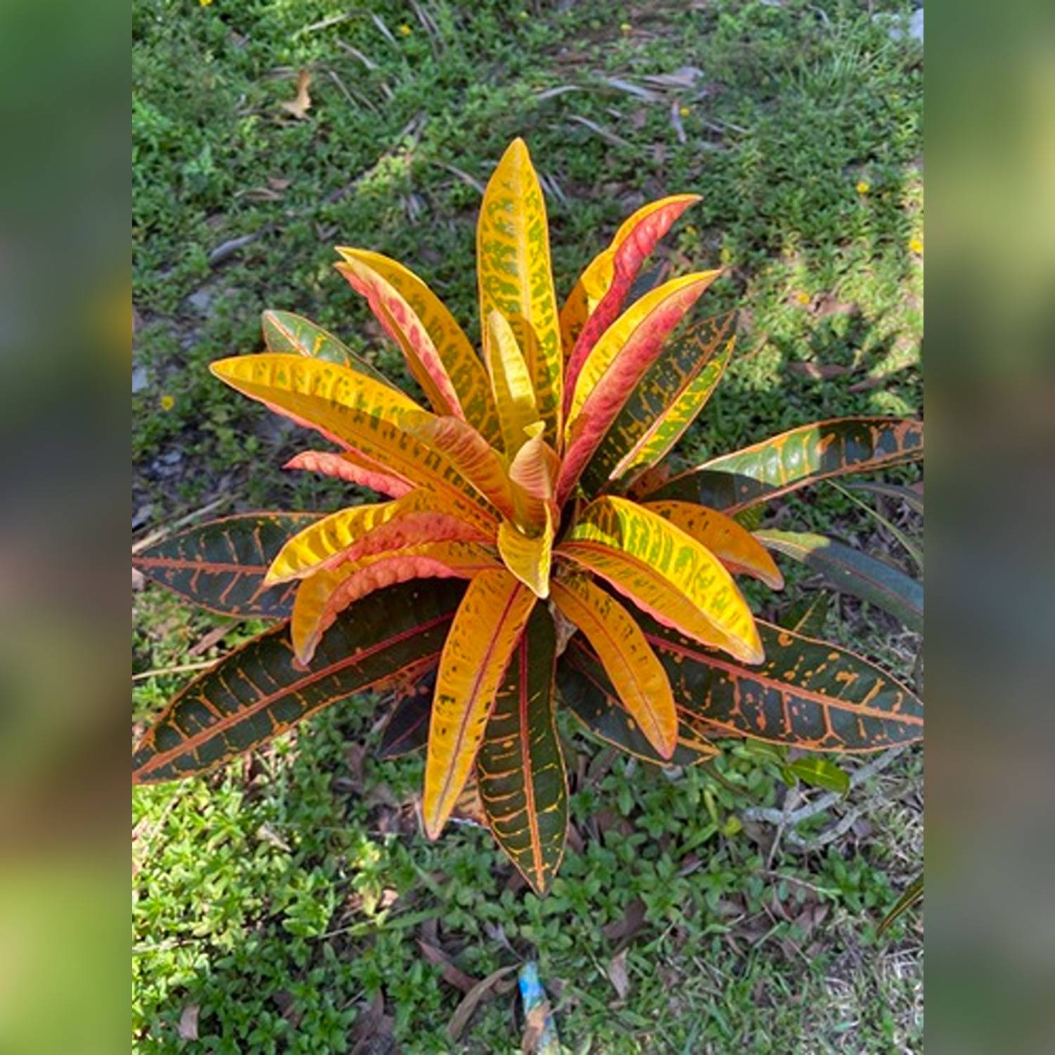 CODIAEUM VARIEGATUM RAINBOW - Image 6