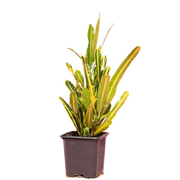 CODIAEUM VARIEGATUM RAINBOW - Image 3