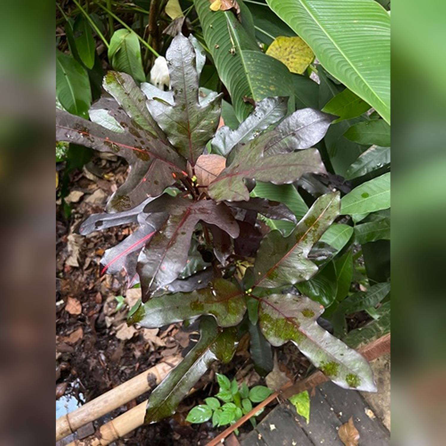 CODIAEUM VARIEGATUM RAINBOW - Image 4