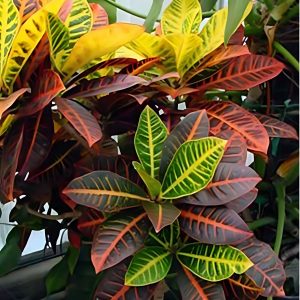 CODIAEUM VARIEGATUM RAINBOW