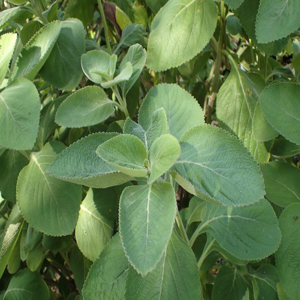 COLEUS BARBATUS - Image 3