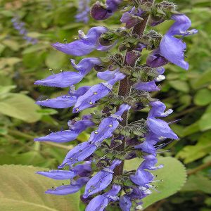 COLEUS BARBATUS
