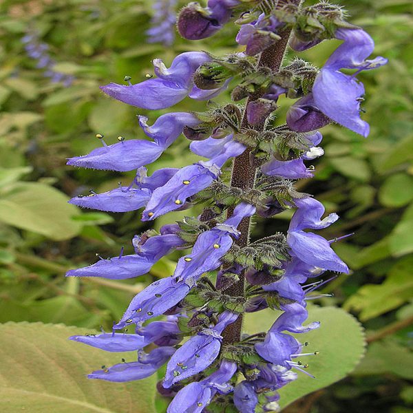 COLEUS BARBATUS - Image 2