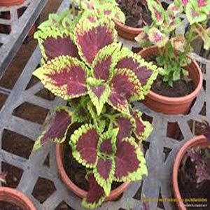 COLEUS BLUMEI BRILLIANCY