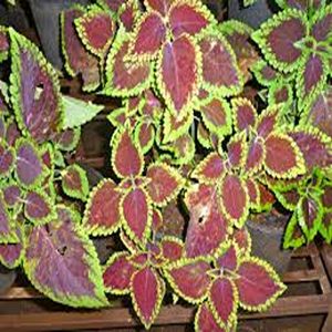 COLEUS BLUMEI BRILLIANCY