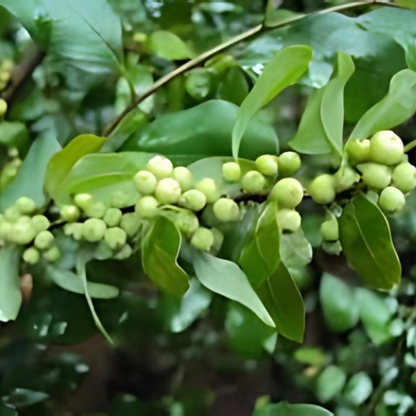 COMMIPHORA WIGHTII - Image 3
