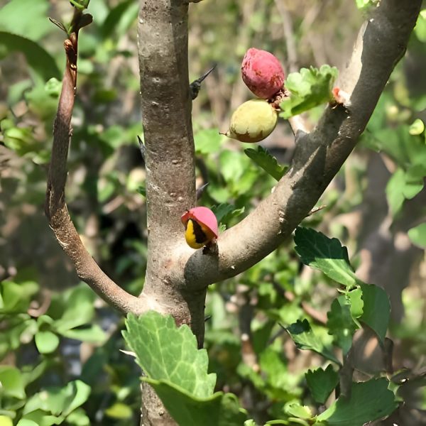 COMMIPHORA WIGHTII - Image 5