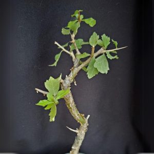 COMMIPHORA WIGHTII