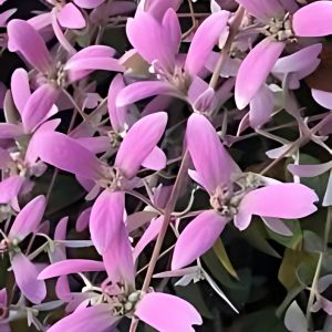 CONGEA TOMENTOSA