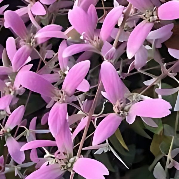 CONGEA TOMENTOSA