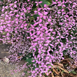 CONGEA TOMENTOSA