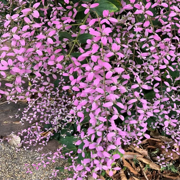 CONGEA TOMENTOSA - Image 2