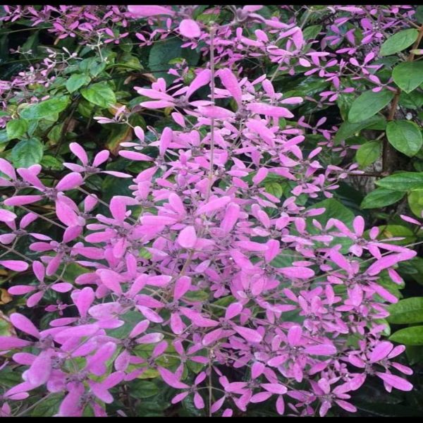 CONGEA TOMENTOSA - Image 3