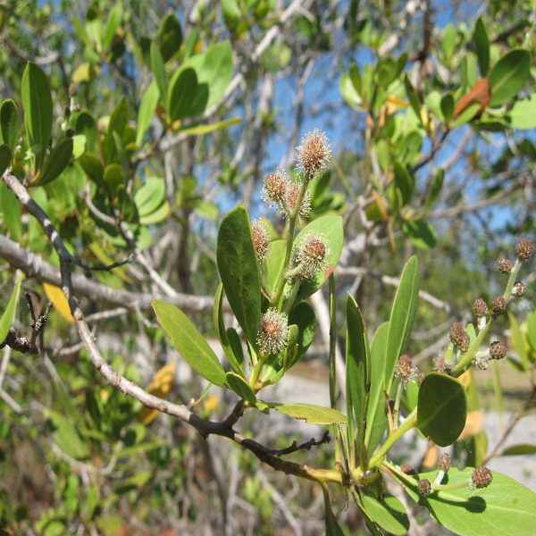 CONOCARPUS ERACTUS - Image 4
