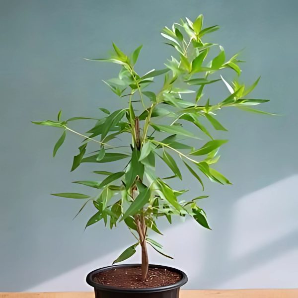 CONOCARPUS ERACTUS