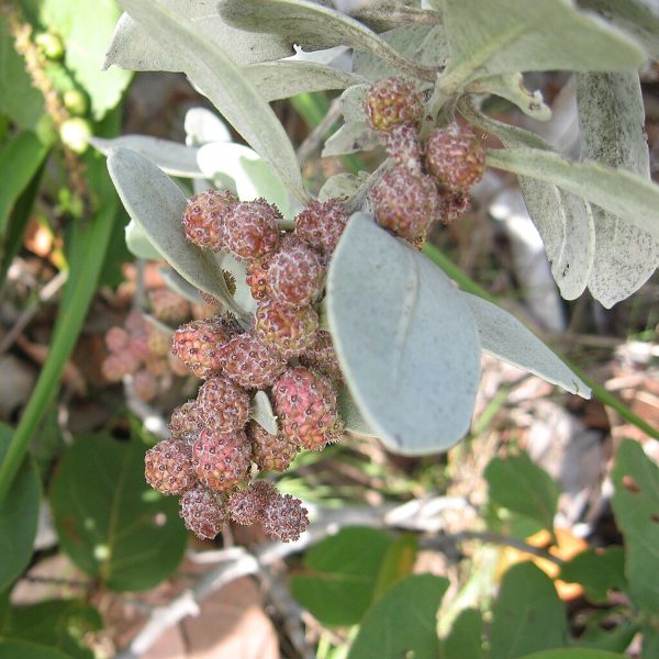 CONOCARPUS ERACTUS - Image 2