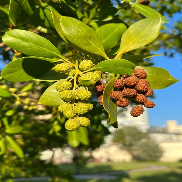 CONOCARPUS ERACTUS - Image 3