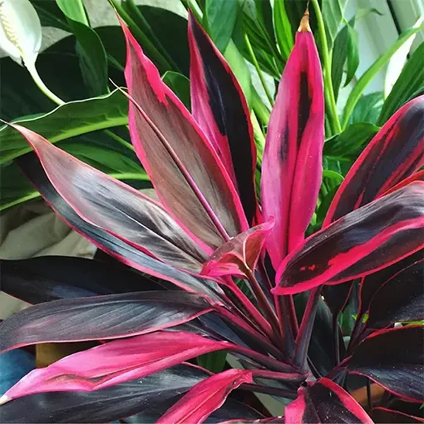 PHP-CORDYLINE T. CARNIVAL - Image 4