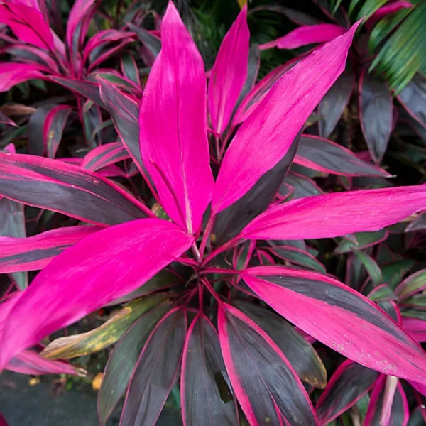 PHP-CORDYLINE T. CARNIVAL - Image 2