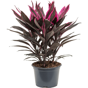 PHP-CORDYLINE T. CARNIVAL