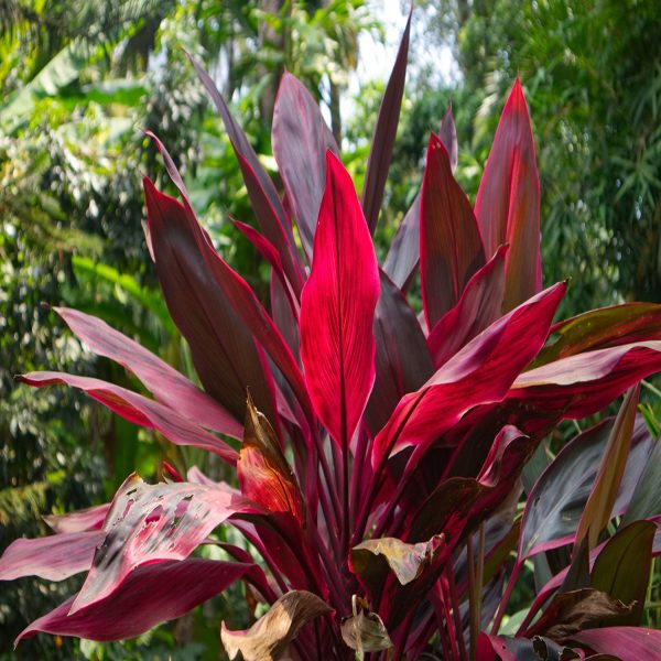 PHP-CORDYLINE T. CARNIVAL - Image 3
