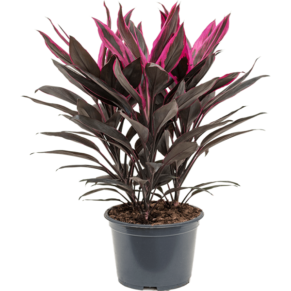 PHP-CORDYLINE T. CARNIVAL