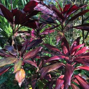 PHP-CORDYLINE T. FIREBRAND