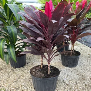 HP-CORDYLINE T. FIREBRAND