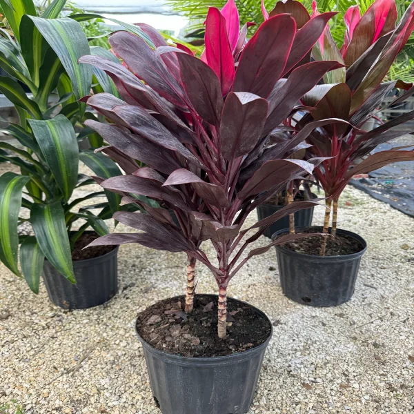 PHP-CORDYLINE T. FIREBRAND