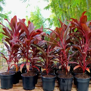 HP-CORDYLINE T. FIREBRAND