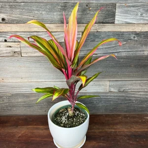 PHP-CORDYLINE T. RAINBOW