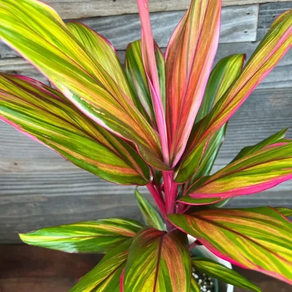 HP-CORDYLINE T. RAINBOW - Image 2