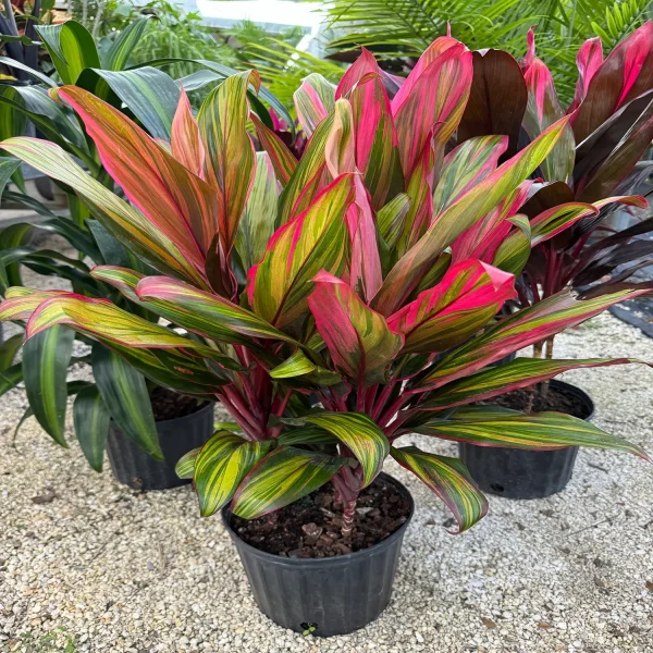 HP-CORDYLINE T. RAINBOW - Image 3