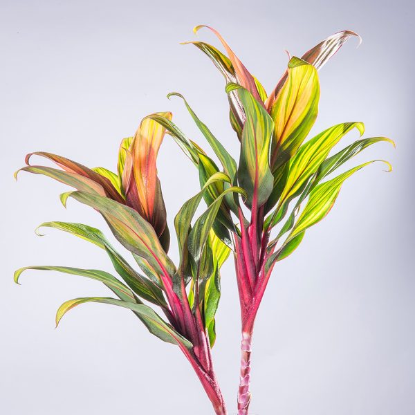 HP-CORDYLINE T. RAINBOW - Image 4