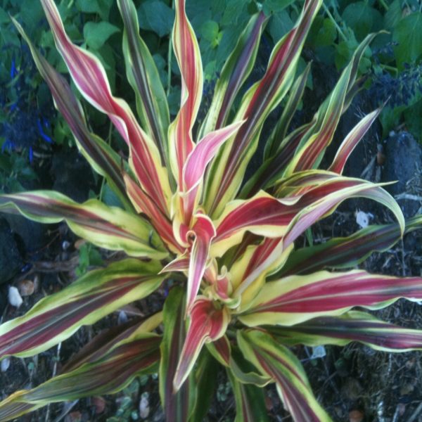 PHP-CORDYLINE T. TRICOLOR - Image 2
