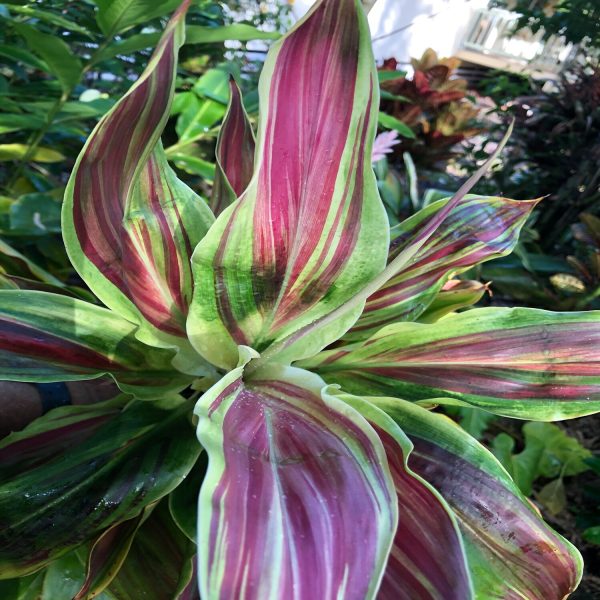 PHP-CORDYLINE T. TRICOLOR - Image 3