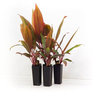 PHP-CORDYLINE T. TRICOLOR