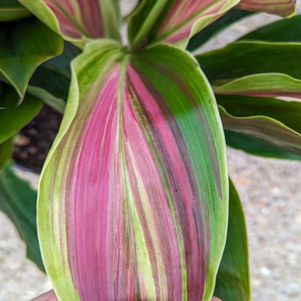 PHP-CORDYLINE T. TRICOLOR - Image 4
