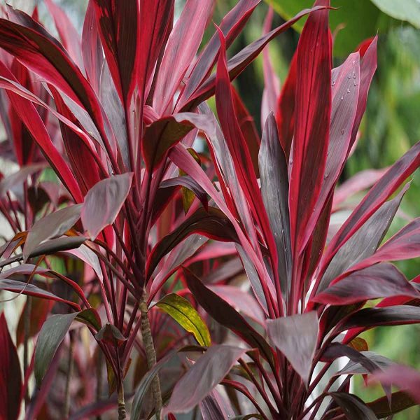 PHP-CORDYLINE T.ALIPORE BEAUTY - Image 4