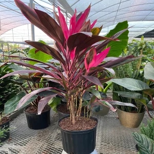 PHP-CORDYLINE T.ALIPORE BEAUTY