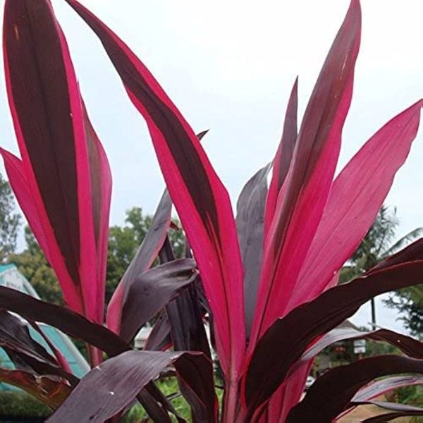 PHP-CORDYLINE T.ALIPORE BEAUTY - Image 3