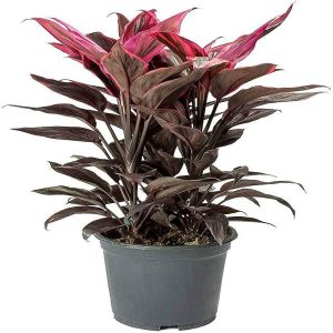 PHP-CORDYLINE T.ALIPORE BEAUTY