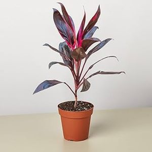 PHP-CORDYLINE T.G. PARTY